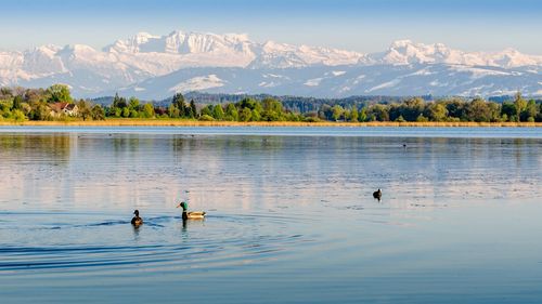 Ducks in a lake