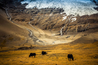 Horses in a field