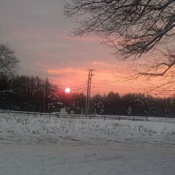 Bare trees at sunset