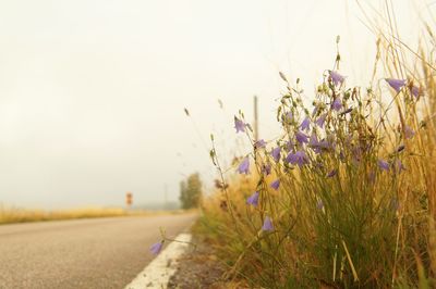 Scenic view of flowering plant on field against sky