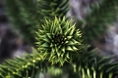 Close-up of pine tree