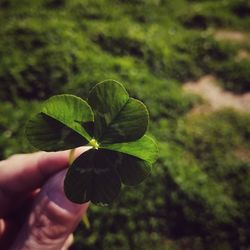 Close-up of hand holding plant