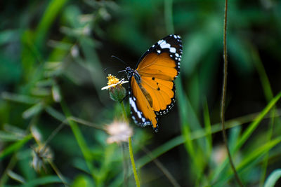 Close-up of butterfly pollinating on flower