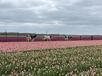 Tulip fields and cows 