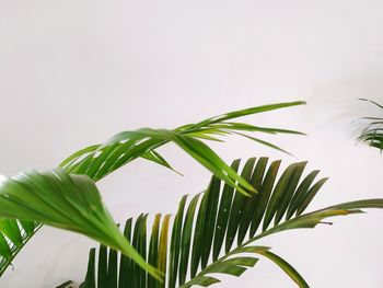 Close-up of palm tree leaves against sky