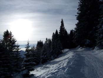 Snow covered trees in forest against sky