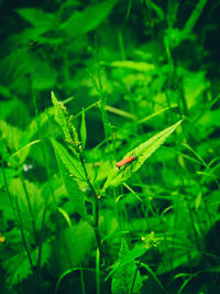 Close-up of insect on plant