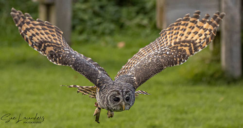 Bird flying in a field