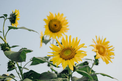 Close-up of honey bee on sunflower against sky