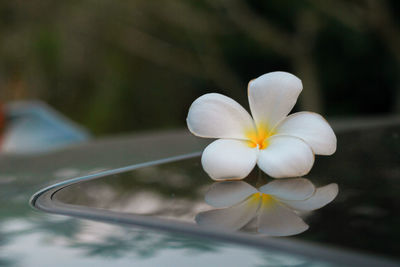 Close-up of white flowering plant