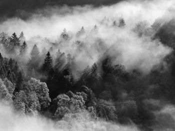 Scenic view of forest against sky