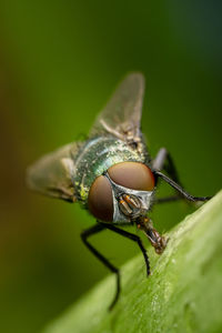 Close-up of fly on leaf