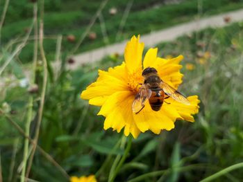 Bee pollinating flower