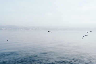 Seagulls flying over sea