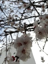 Low angle view of apple blossoms in spring