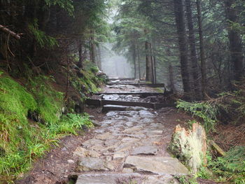 Footpath amidst trees in forest