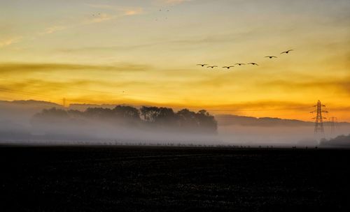 Birds flying over field during sunset