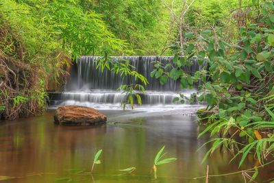 Scenic view of waterfall in forest