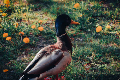 Duck on field