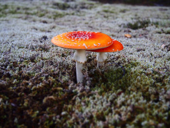 Close-up of mushroom growing on field