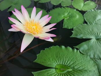 Close-up of lotus water lily in pond