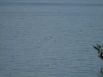 Bird flying over sea