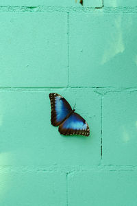 Close-up of butterfly on blue wall