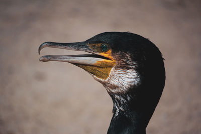 Close-up of a bird looking away