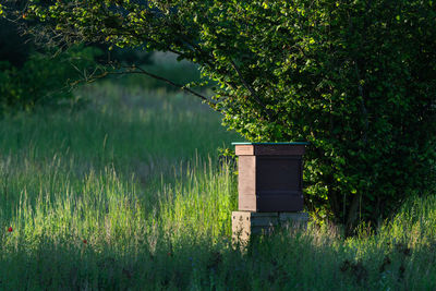 Green field and bee hive in the morning sun. a summer scene.