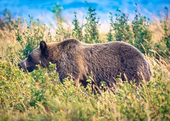 Side view of an animal on field