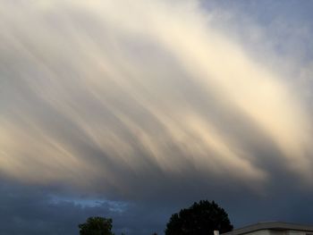 Low angle view of tree against sky