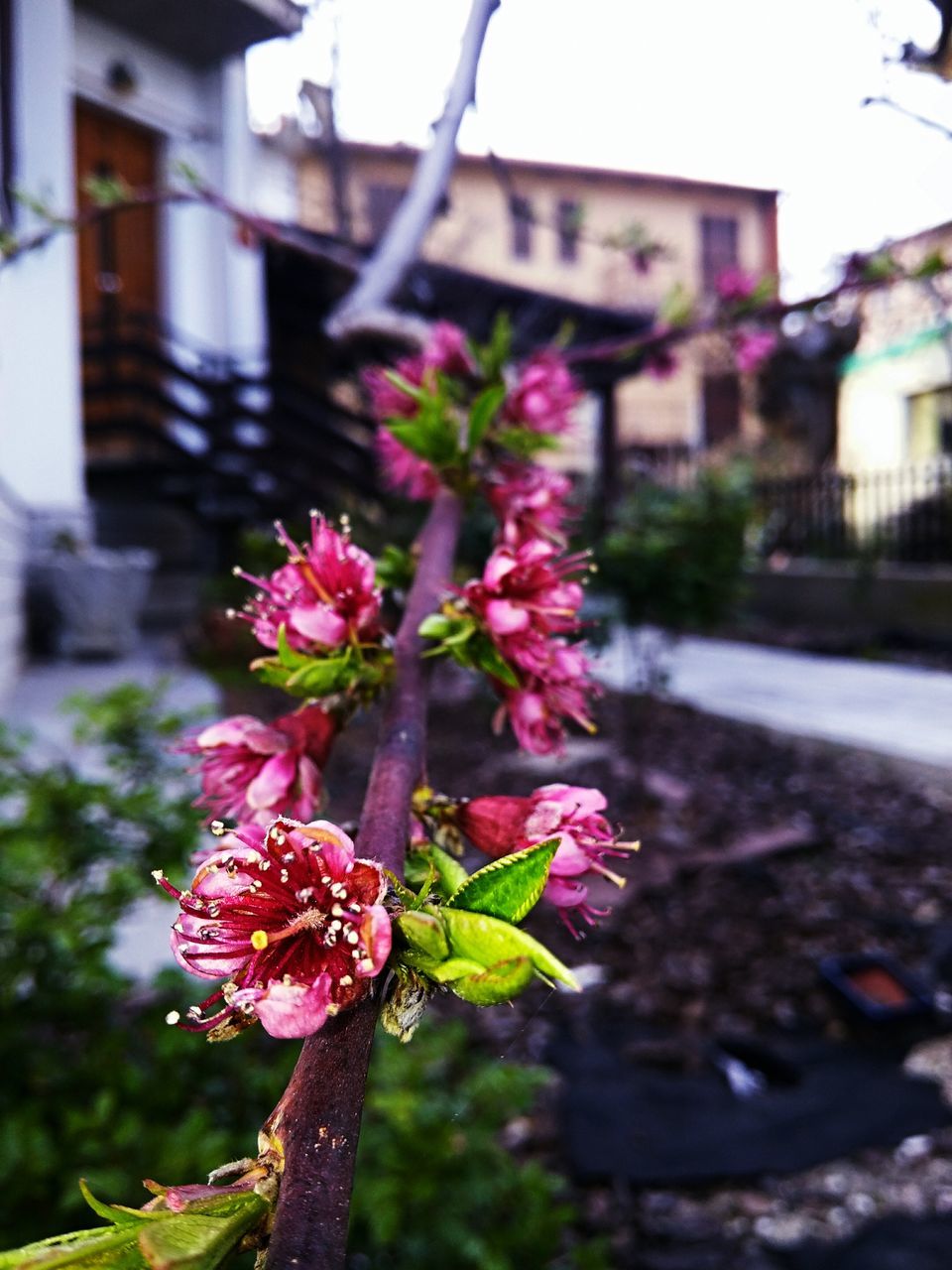 flower, focus on foreground, building exterior, freshness, fragility, built structure, architecture, growth, close-up, plant, petal, pink color, leaf, nature, blooming, beauty in nature, day, outdoors, flower head, in bloom