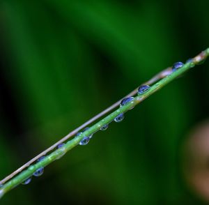 Close-up of water drops on blade of grass