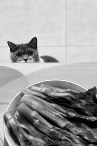 Close-up of cat sitting on table