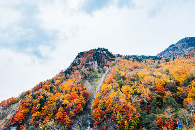 Low angle view of autumnal trees against sky