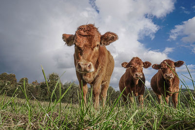 Panoramic view of animal on field against sky