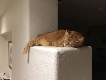 Cat sleeping on wall at home