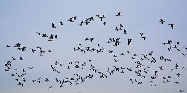 Flock of birds flying in the sky