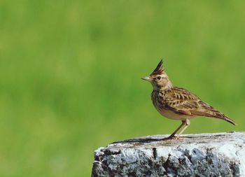 Bird perching on wooden post