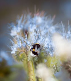 Close-up of insect on flower