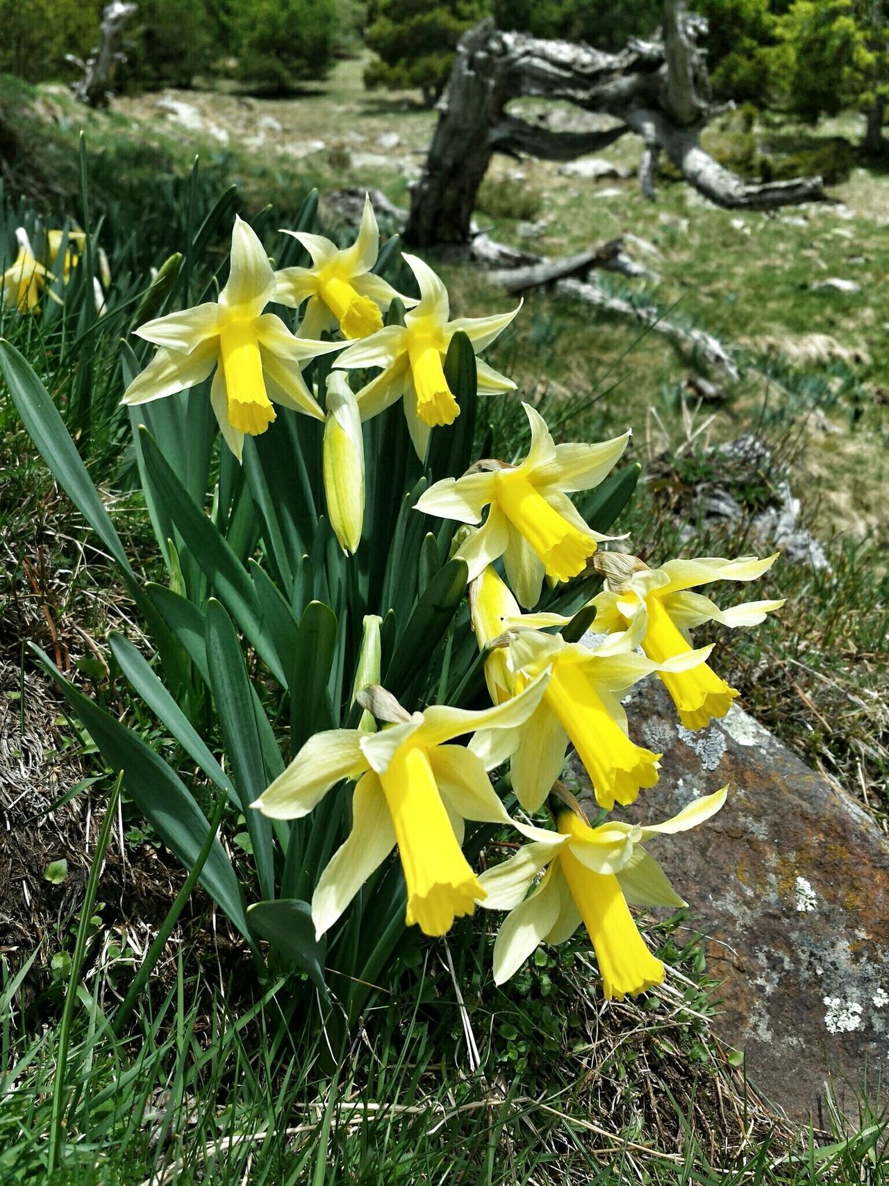 Narcissus pseudonarcissus