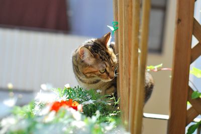 Close-up of cat by flowers