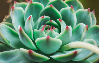 Close-up of succulent plant