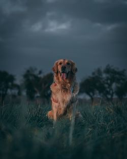 Dog looking away on field