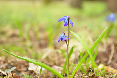 Close-up of purple crocus flowers on field