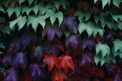 Full frame shot of flowering plants