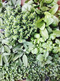 Close-up of vegetables for sale in market