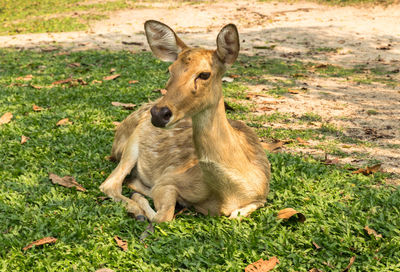 Deer sitting on field