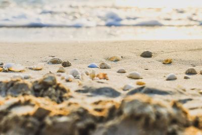 Beach shells