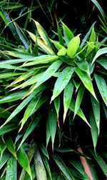 Close-up of fresh green plant